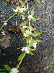 Alternanthera bettzickiana