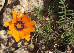 Ursinia calenduliflora
