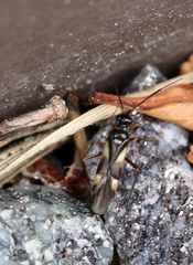 Globiceps flavomaculatus