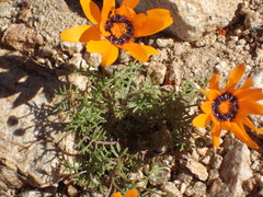 Ursinia calenduliflora