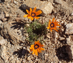Ursinia calenduliflora