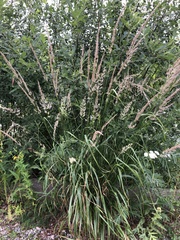 Calamagrostis epigejos