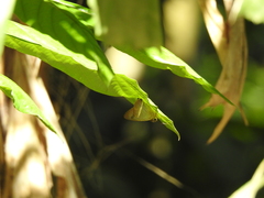 Hasora chromus chromus