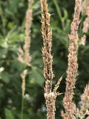 Calamagrostis epigejos