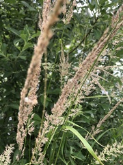 Calamagrostis epigejos