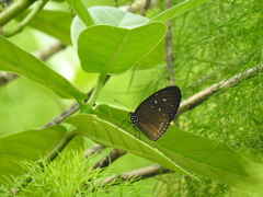 Euploea tulliolus ledereri