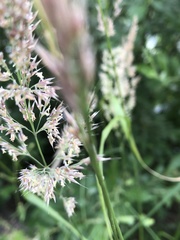 Calamagrostis epigejos