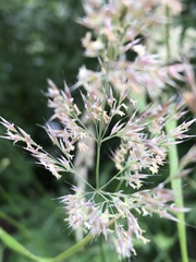 Calamagrostis epigejos