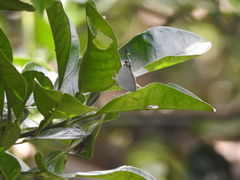 Tajuria cippus maxentius