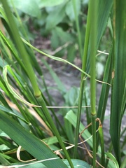 Calamagrostis epigejos