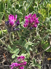 Oxytropis erecta