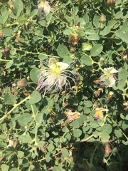 Capparis spinosa