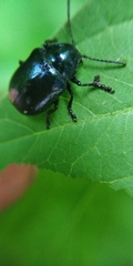 Chrysochus asclepiadeus