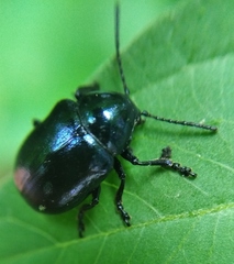 Chrysochus asclepiadeus