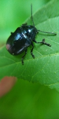 Chrysochus asclepiadeus