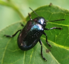 Chrysochus asclepiadeus