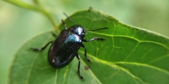 Chrysochus asclepiadeus