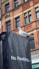 Larus argentatus