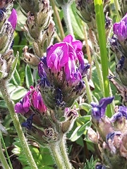 Oxytropis erecta