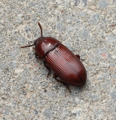 Uloma culinaris