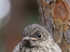 Ficedula hypoleuca