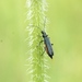 Oedemera virescens - Photo (c) Vytautas, some rights reserved (CC BY-NC), uploaded by Vytautas