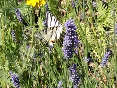 Iphiclides podalirius