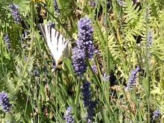 Iphiclides podalirius