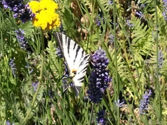 Iphiclides podalirius