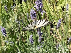 Iphiclides podalirius