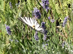 Iphiclides podalirius