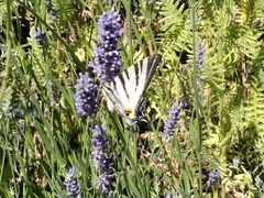 Iphiclides podalirius