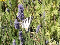 Iphiclides podalirius