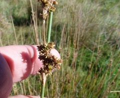 Juncus australis