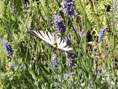 Iphiclides podalirius