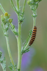 Tyria jacobaeae