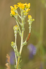 Tyria jacobaeae