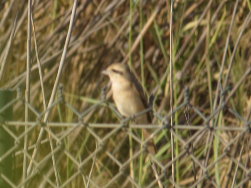 Lanius isabellinus