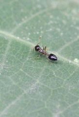 Crematogaster nawai