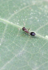 Crematogaster nawai