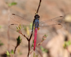 Orthetrum migratum