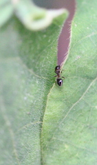 Crematogaster nawai