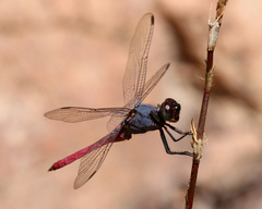 Orthetrum migratum