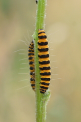 Tyria jacobaeae