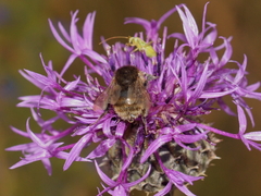 Bombus humilis