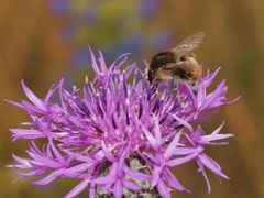 Bombus humilis