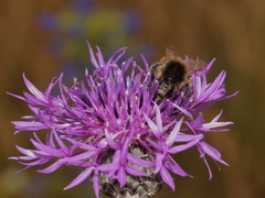 Bombus humilis