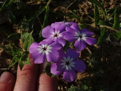 Phlox drummondii