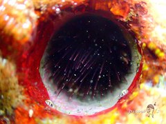 Echinostrephus aciculatus
