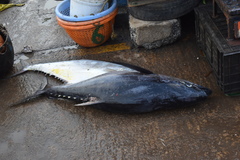 Thunnus obesus